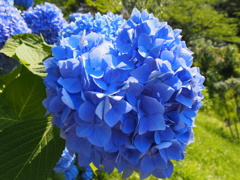 紫陽花