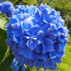 紫陽花