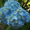 紫陽花
