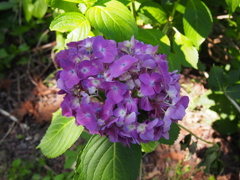 紫陽花