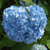紫陽花