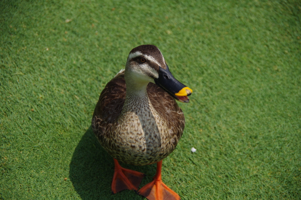 ディズニーランドのクルー