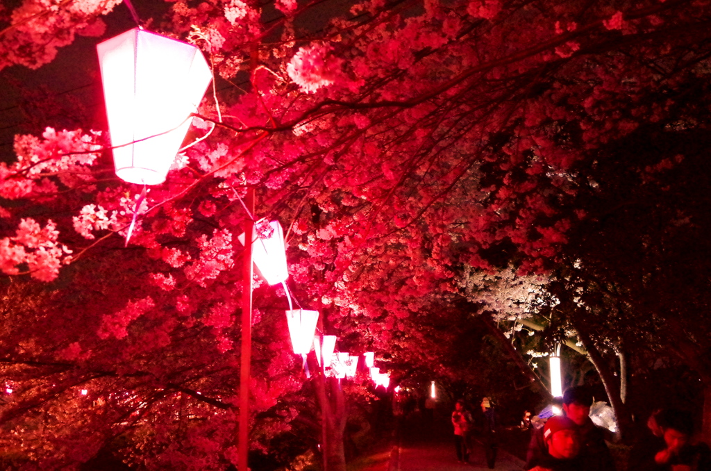 夜桜乱舞