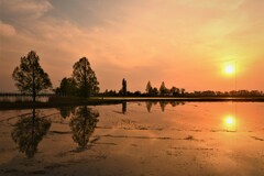 水田の夕景