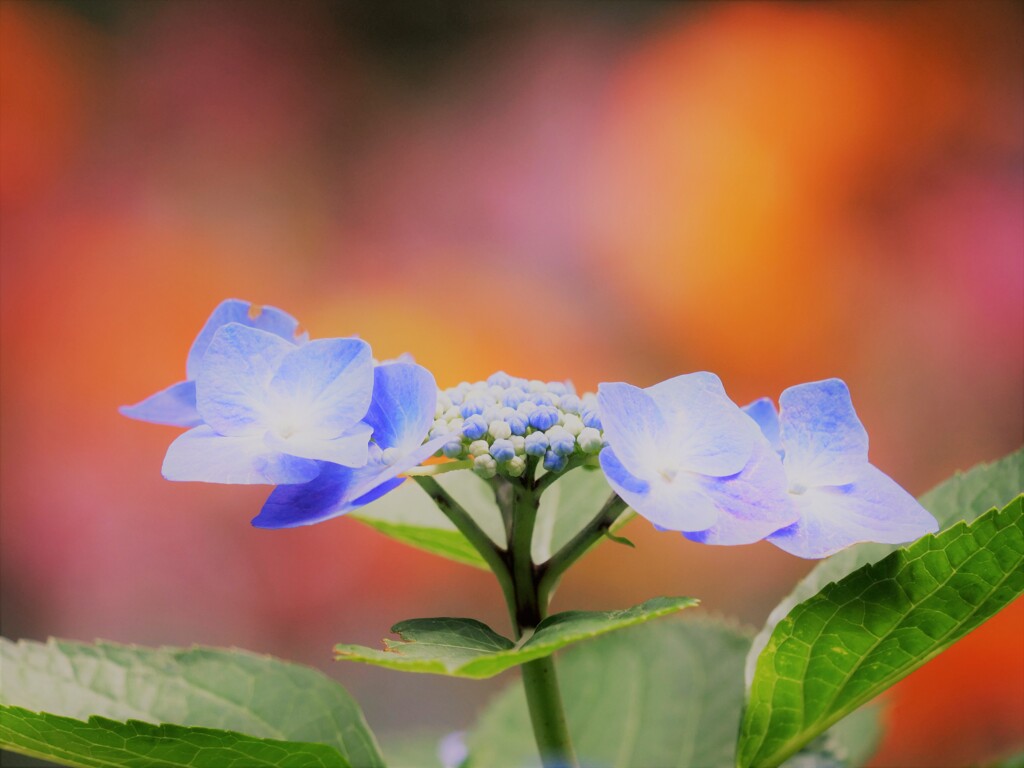 虹色の紫陽花