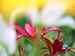 幻に邪魔されて・・