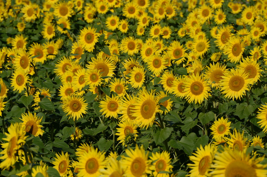 11月のひまわり１