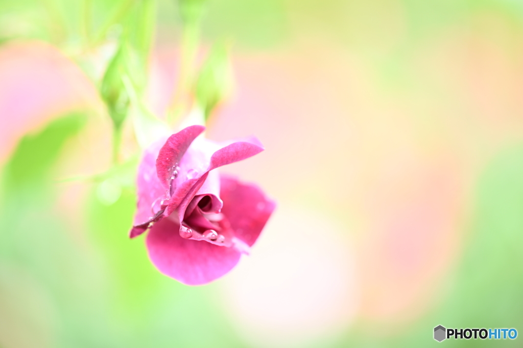 濡れ薔薇