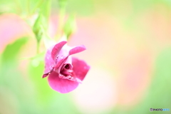 濡れ薔薇