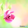 濡れ薔薇