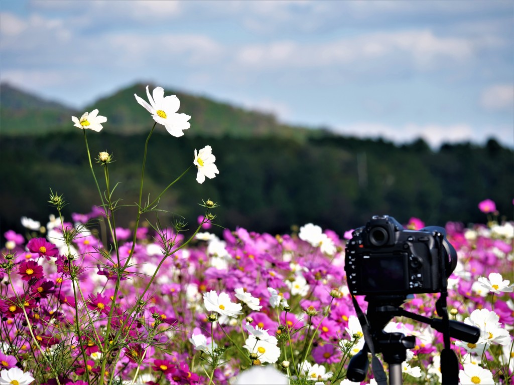 コスモス畑のD850