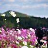 コスモス畑のD850