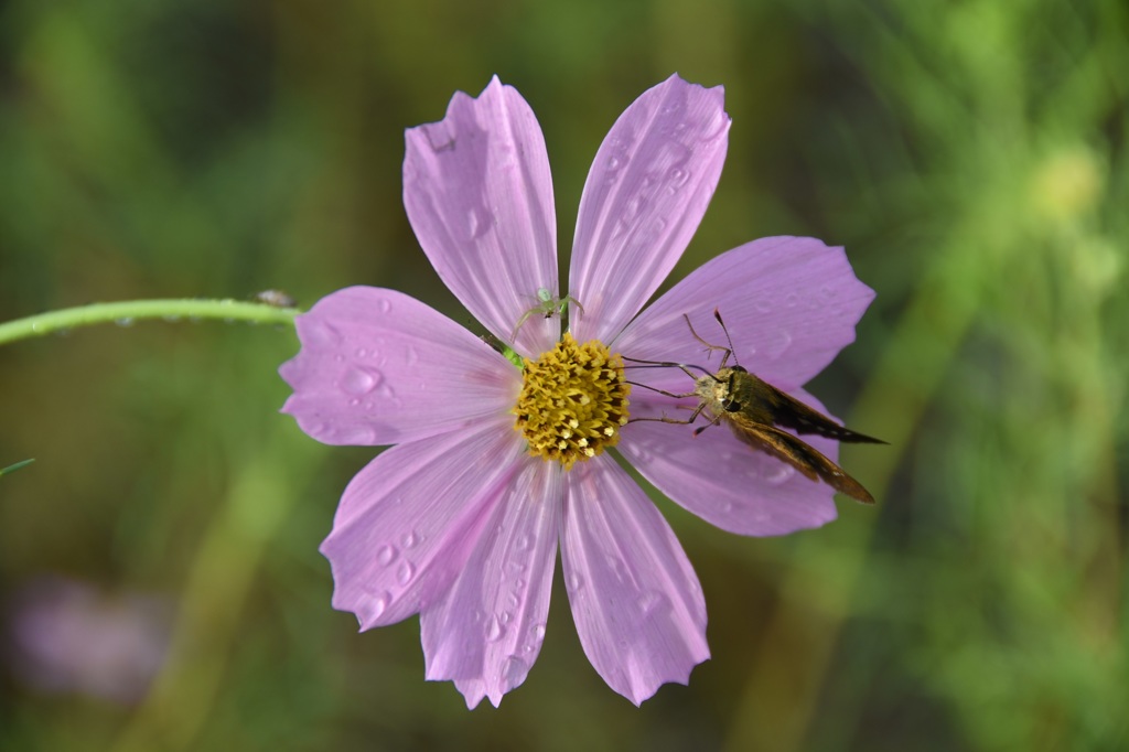 コスモス（ﾋﾟﾝｸ）