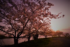 夕焼けの桜並木