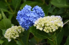 ハートに寄り添って