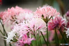 華やぐ宴