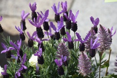 ﾀﾞﾝｽ!ﾀﾞﾝｽ！！