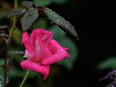 雨の日の薔薇２