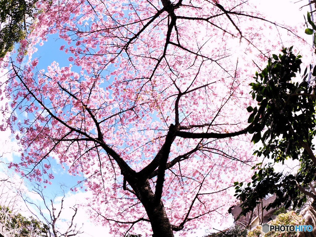 上を向いて・・・・