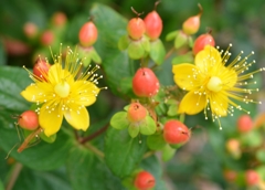 ﾋﾍﾞﾘｶﾑ１