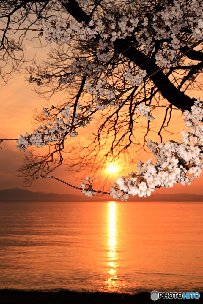 夕陽桜