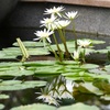 写し鏡２