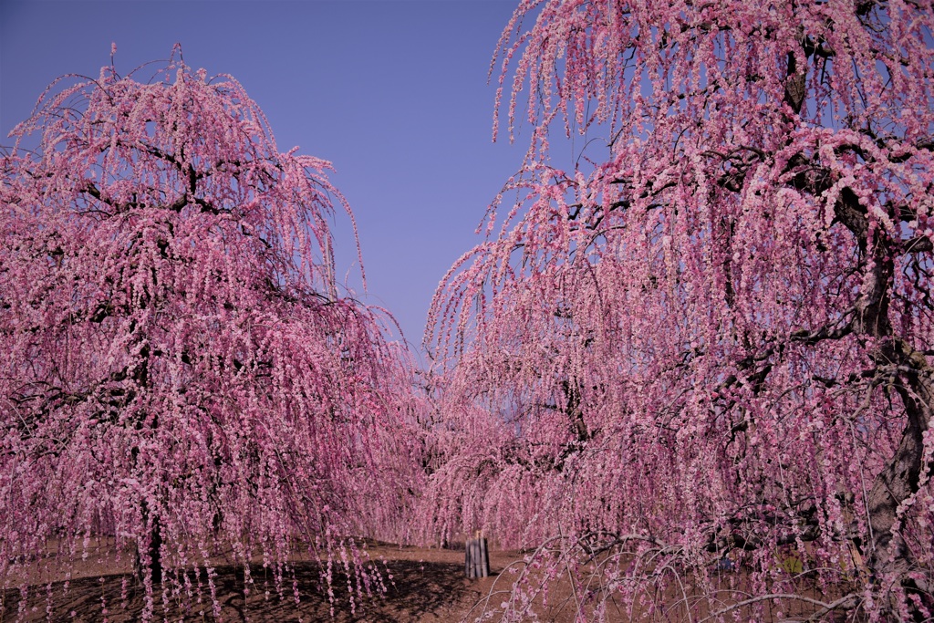 豪華絢爛