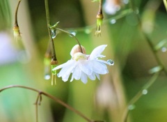 水滴纏いて・・・1