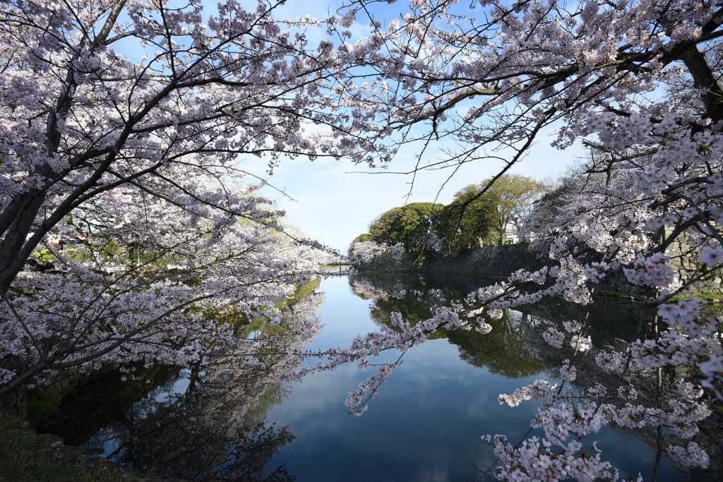 彦根城桜景3