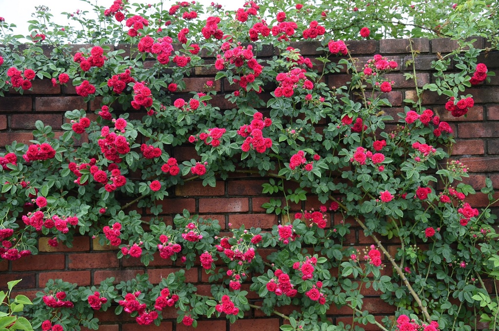 壁薔薇２
