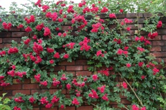 壁薔薇２