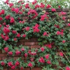 壁薔薇２