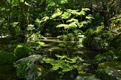 新緑の池
