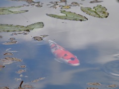 青空に泳ぐ