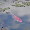 青空に泳ぐ
