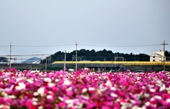 秋色のイエロー