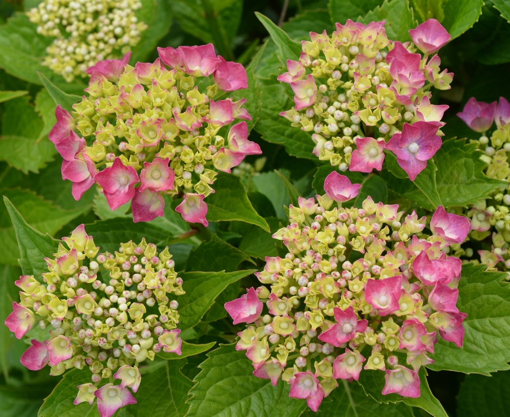 全長寺の紫陽花３