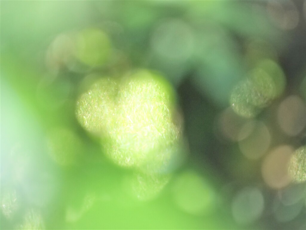 ファンタジックな紫陽花