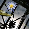 shadow
