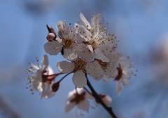 桜２
