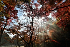 青空・紅葉・斜光