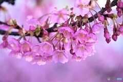 春霞・・・