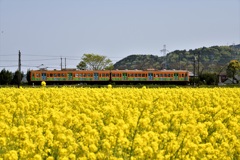 菜の花色の旅