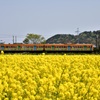 菜の花色の旅