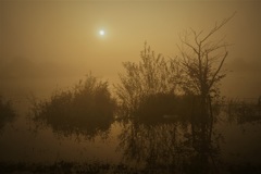 朝霧の湖沼