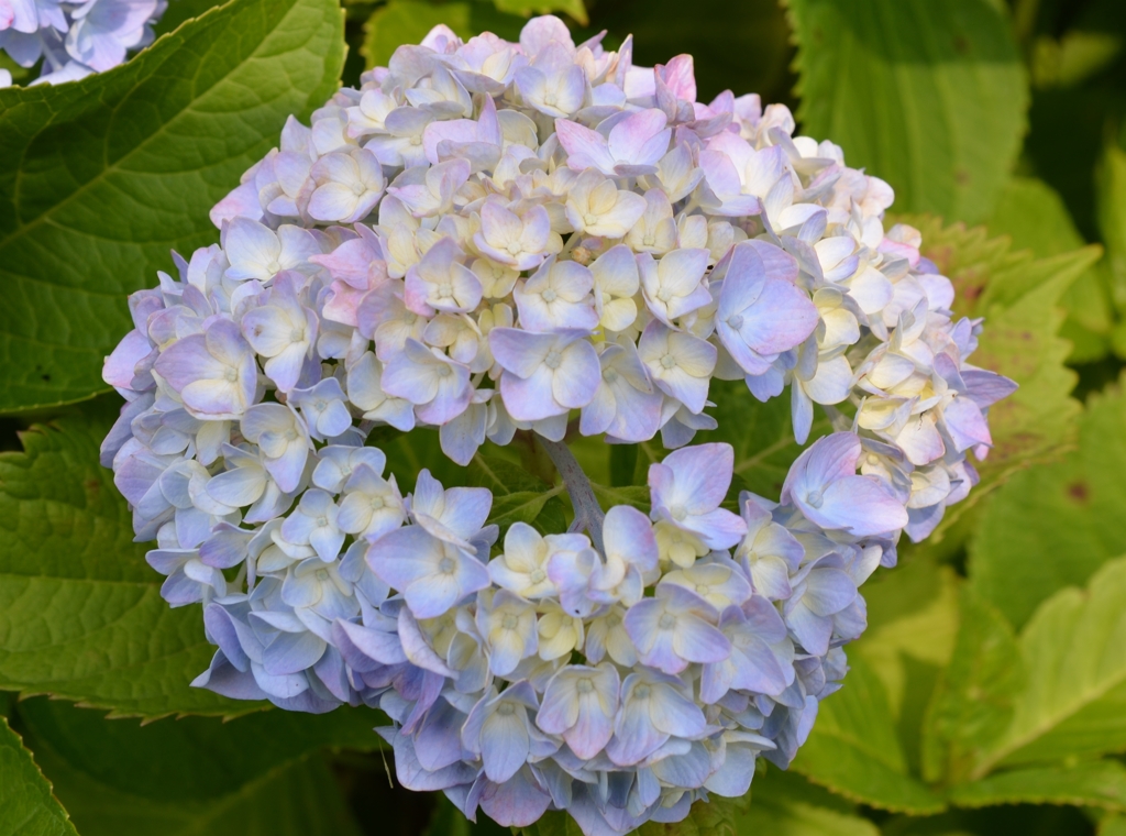 ﾊﾛｳｨﾝな紫陽花