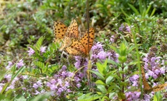 ﾗﾝﾃﾞﾌﾞｰ