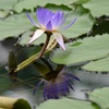 写し鏡３