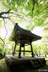 新緑の力