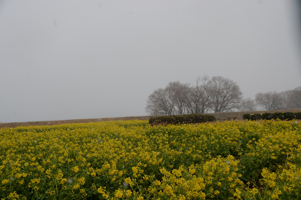 早咲き菜の花２